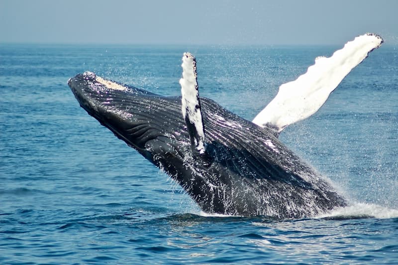 A humpback whale breaching near the California coast