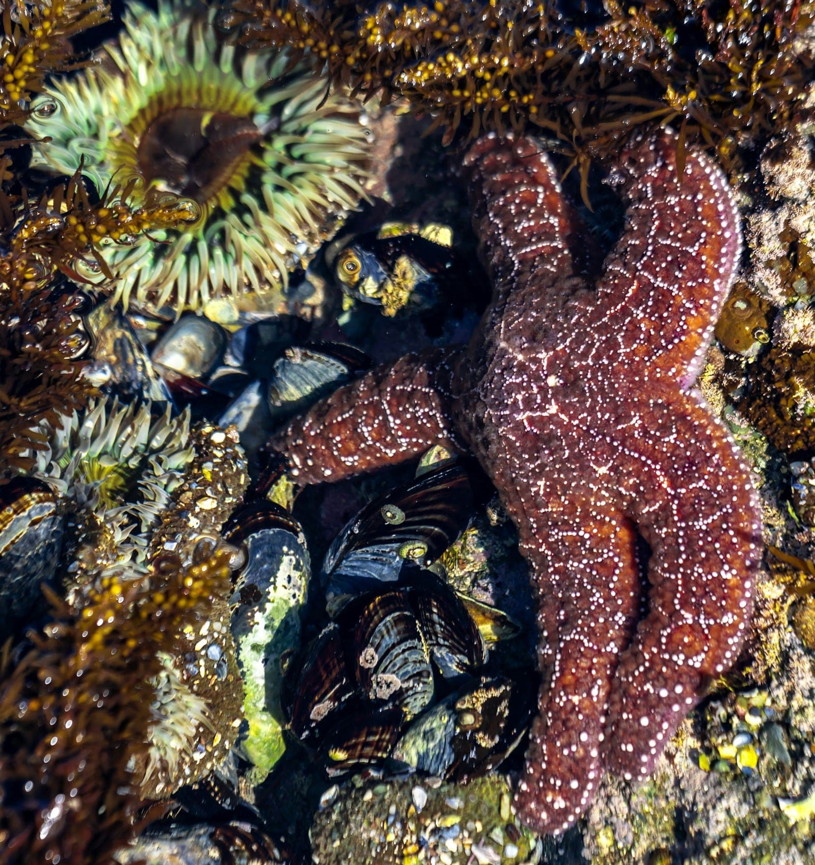 An ochre sea star with green anemones and mussels in a rocky tide pool
