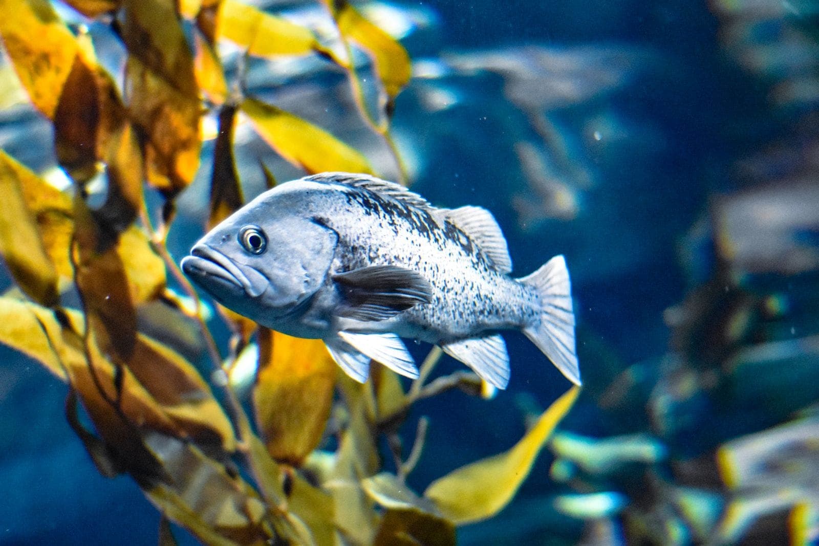 A black rockfish swimming among kelp