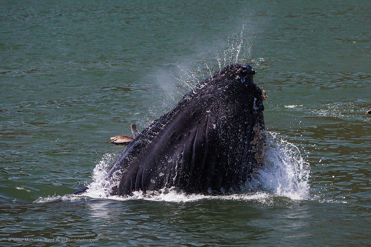 A humpback whale rises mouth-first out of green water while lunge feeding, spray above its head and a brown pelican beside it