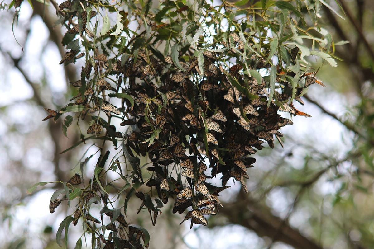 A dense cluster of monarch butterflies hanging from a eucalyptus branch at the Pismo Beach Monarch Butterfly Grove