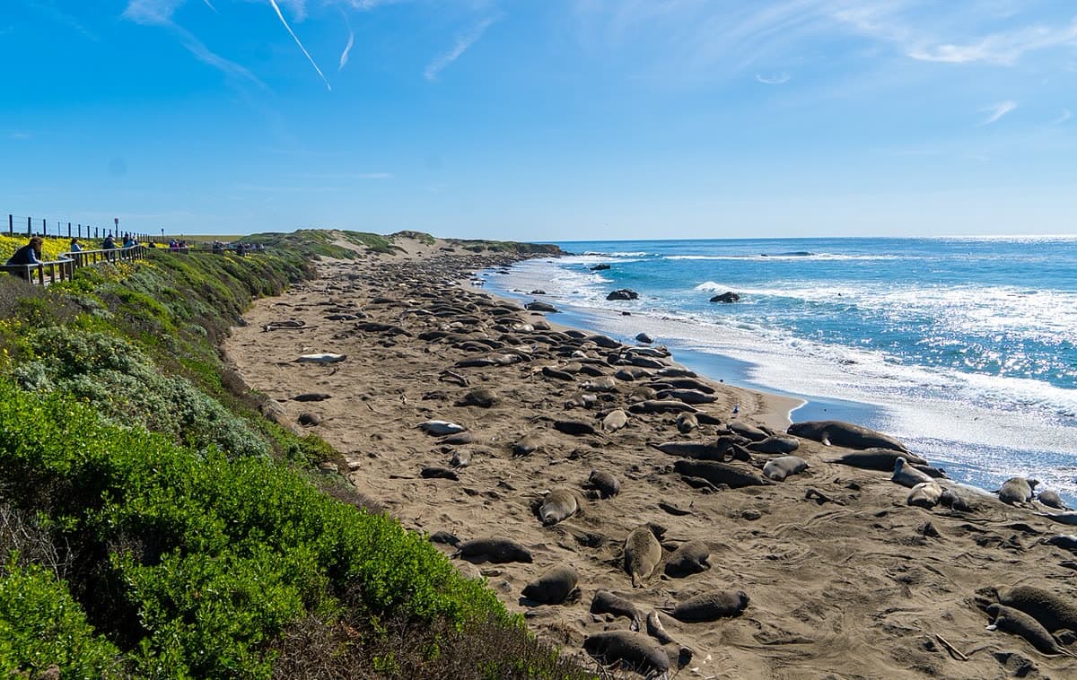 Dozens of elephant seals lying on the sand below a green bluff at the Piedras Blancas rookery, with surf breaking along the shore